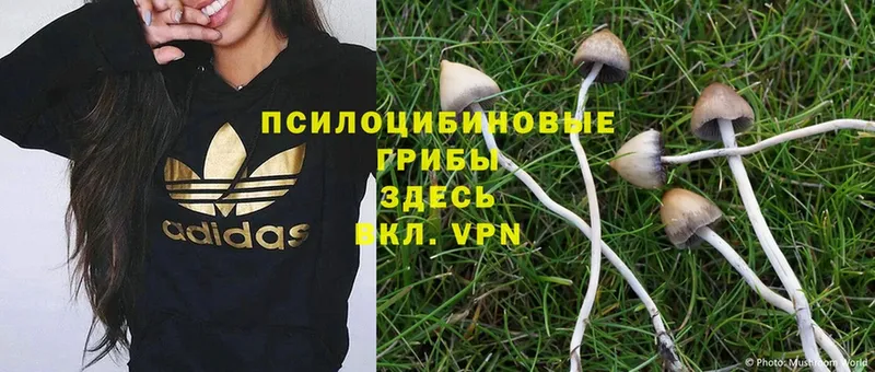 Псилоцибиновые грибы MAGIC MUSHROOMS  MEGA tor  Каменка 